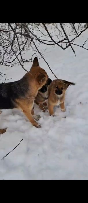 Щенкам нужен дом