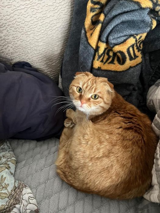 Котята вислоухие