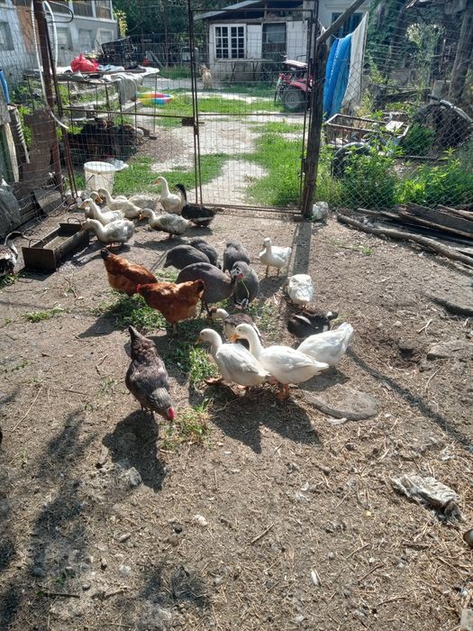 Se vând păsări de curte crescute bio