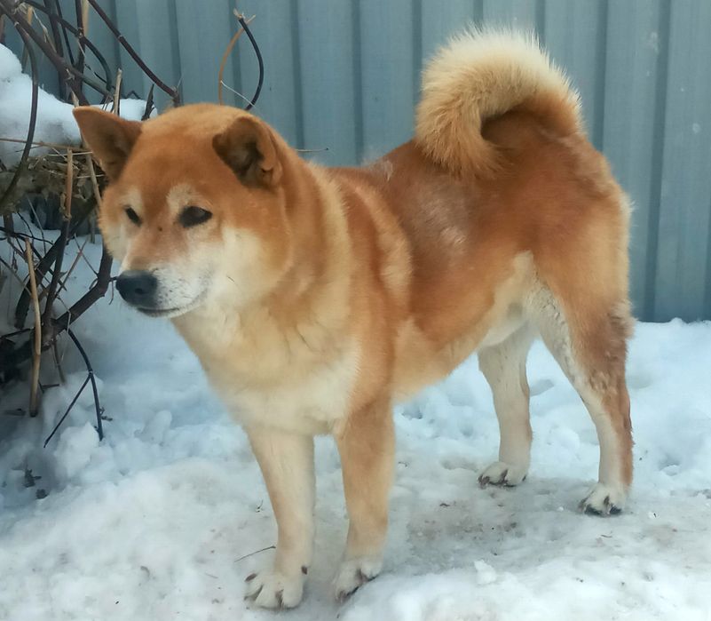 Шибик(сиба ину) вязка