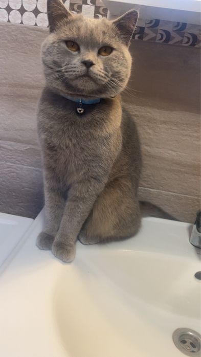 British ShortHair