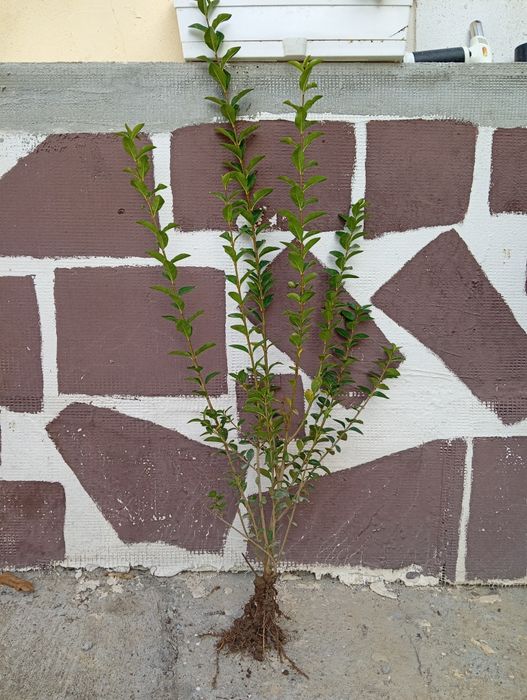 Продавам вечнозелен Лигуструм (Ligustrum Ovalifolium) на гол корен!
