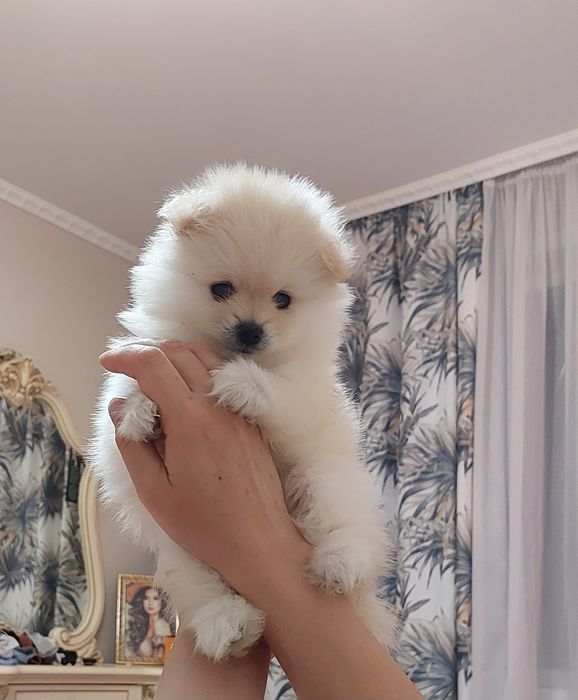 Помиранский шпиц Уральск