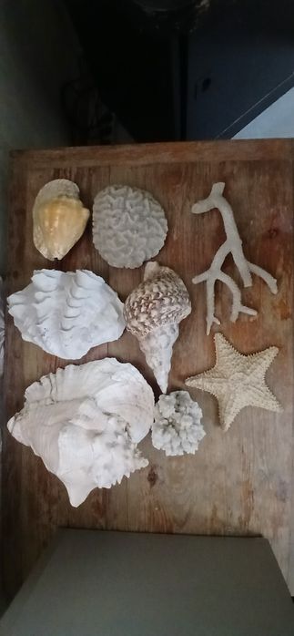 Большая океаническая раковина ракушка