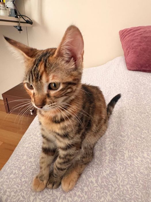 Бенгалско котенце