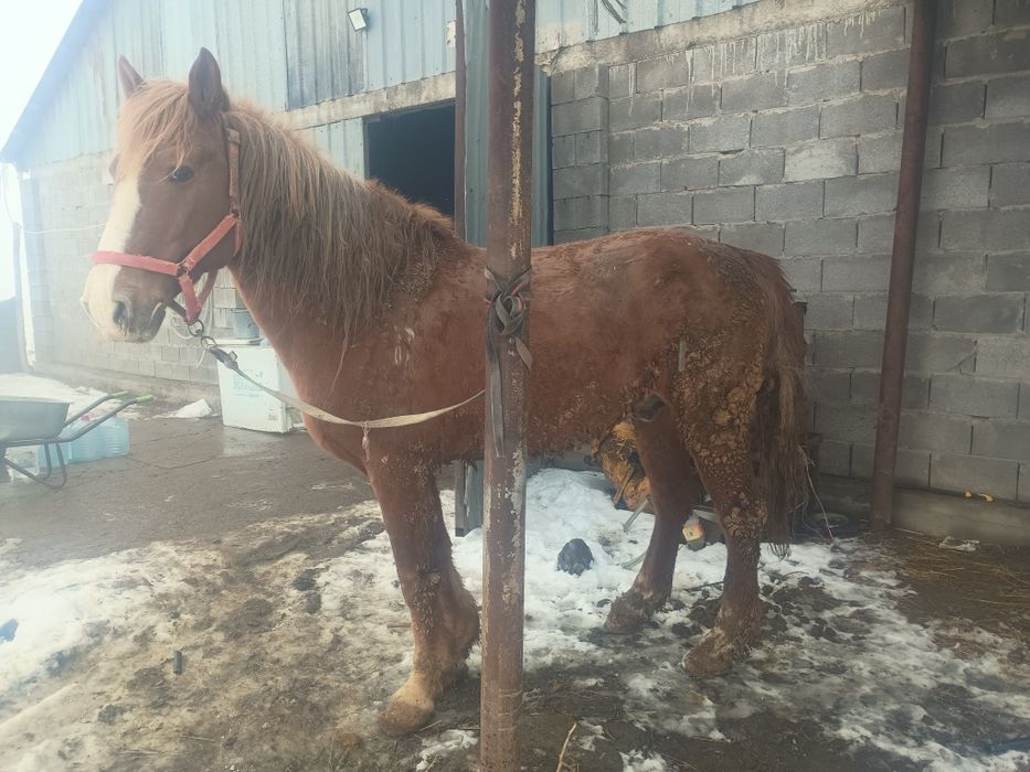 Семіз айғыр сатылады