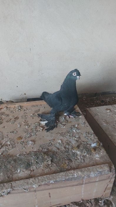 Голуби соч носочубый самец кептер