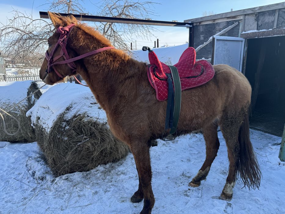 3 годовалый жеребчик