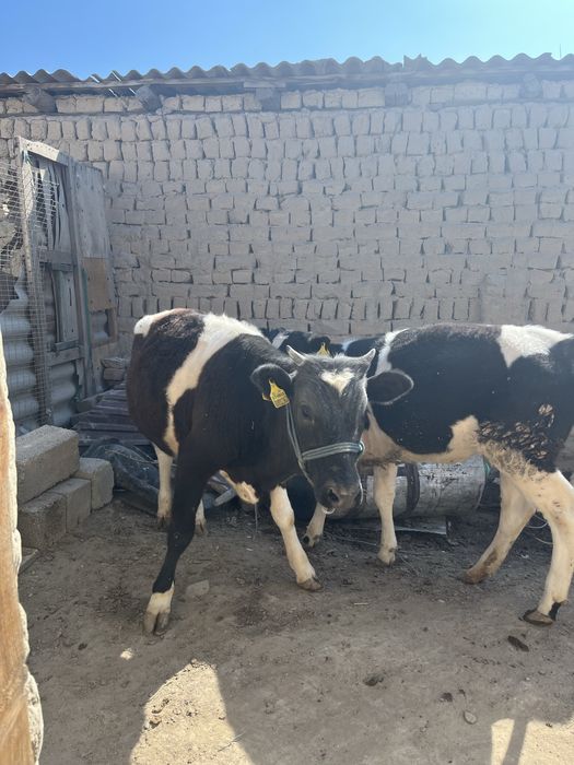 Қой қозысымен бұзаулар