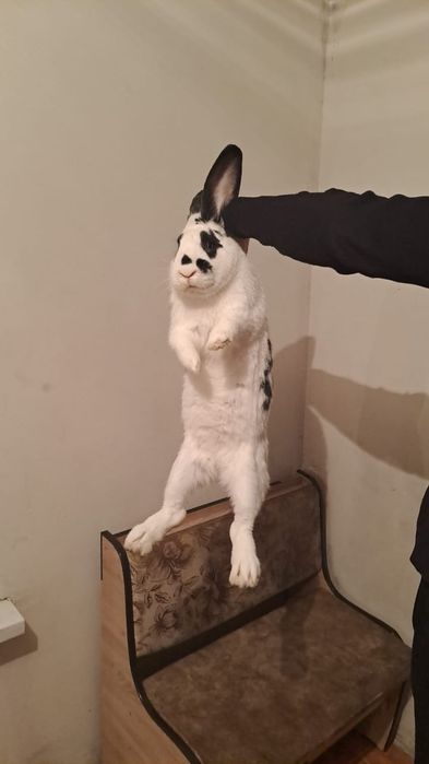 Самец Кролик, Бабочка