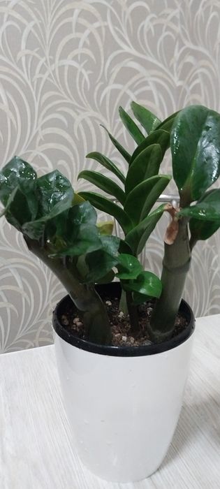 Продам замиакулькас Зензи