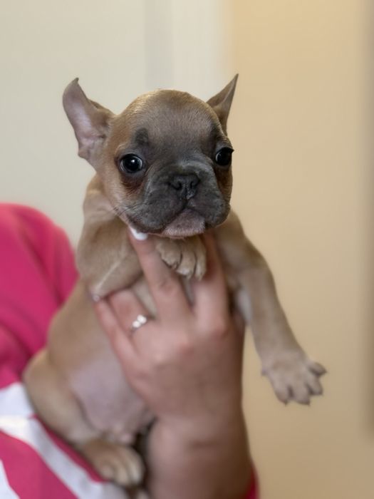 Френски булдог.