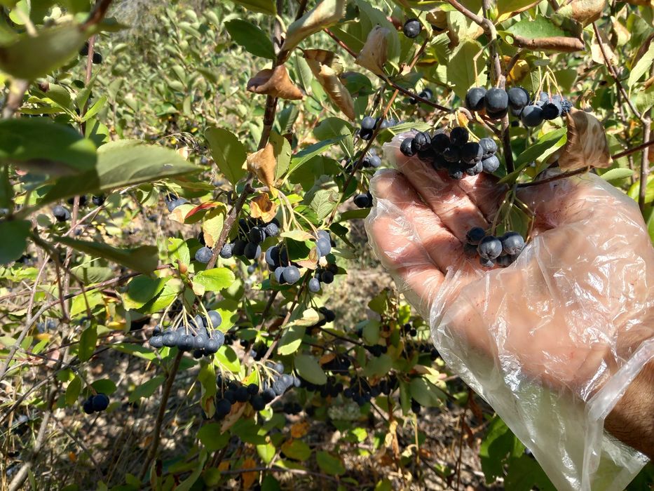 Aronia si suc de aronia