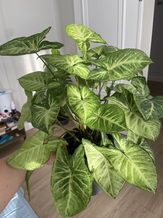 Прекрасный Сингониум!