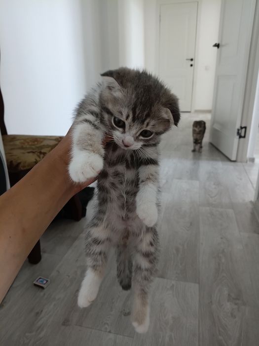 Котята весло ухи хороший руки