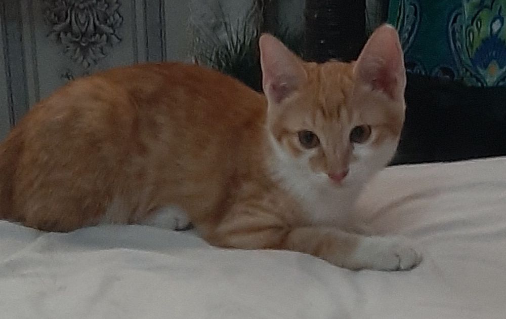 Милые, ласковые котятки