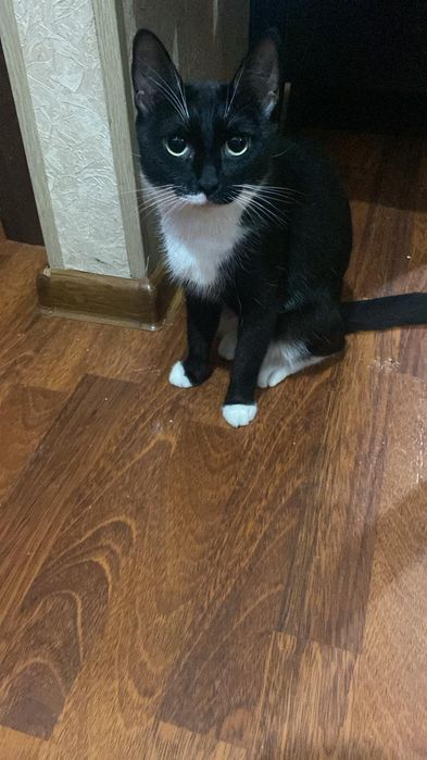 Отдам кошку бесплатно