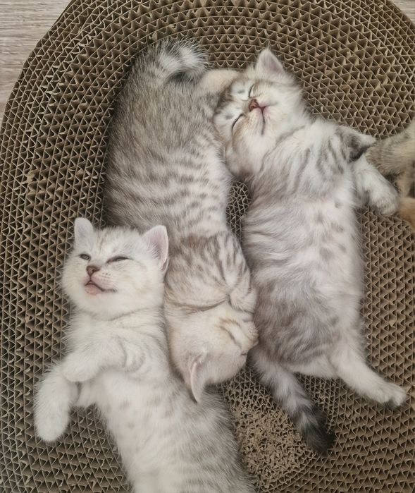 Котята котята котята