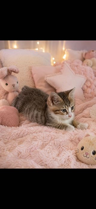 Котята ждут свою семью