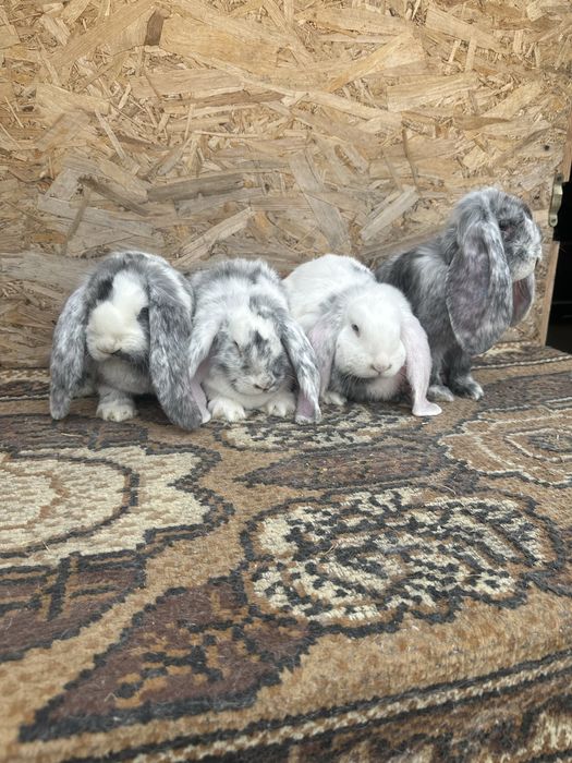 Iepuri berbec german