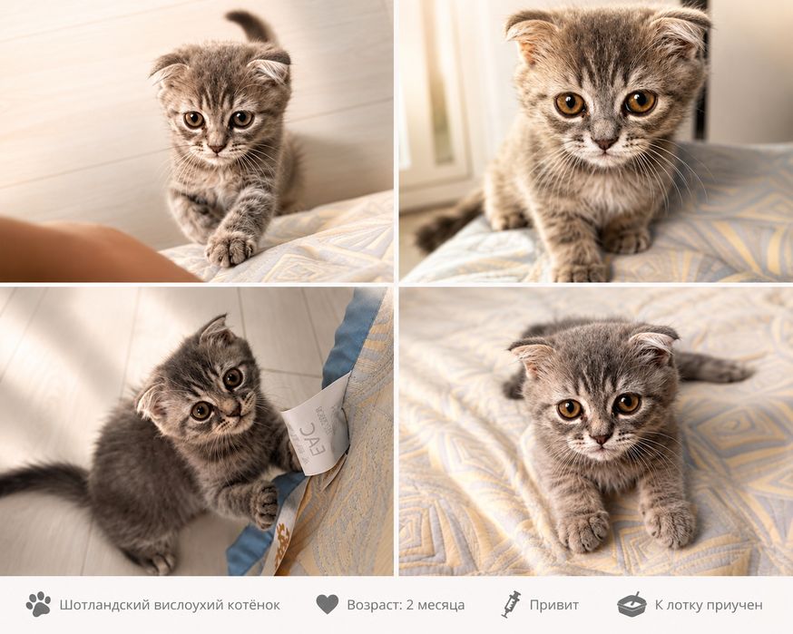 Вислоухий шотландский котенок