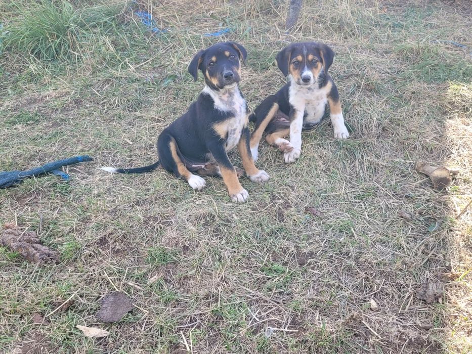 Donez Metiși de Copoi cu terrier