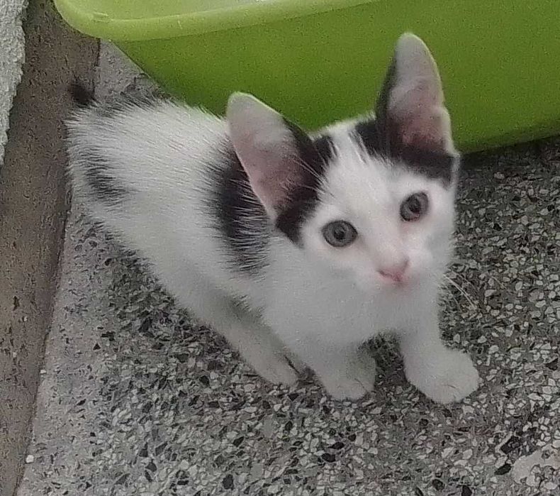 Малко коте търси дом