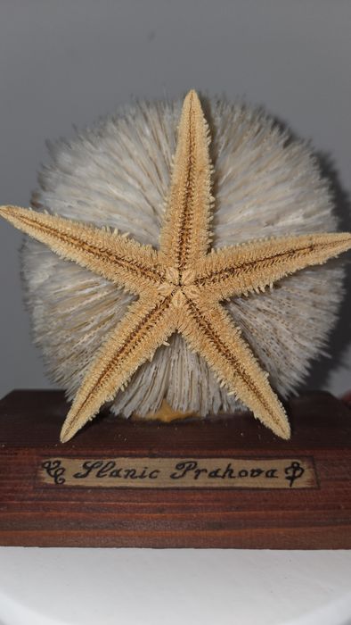 Coral ciuperca alb si steluta