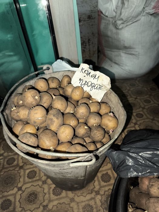 Продам картофель семяной