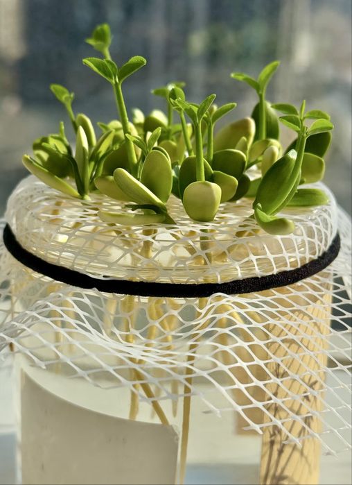 50 de semințe de pomelo într-un pachet