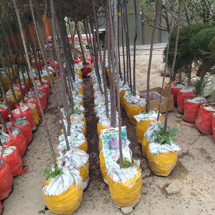 Яблоня черешня груша