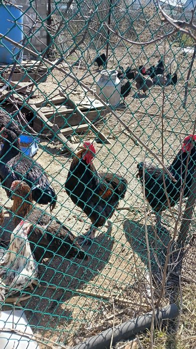 Продам домашних петухов