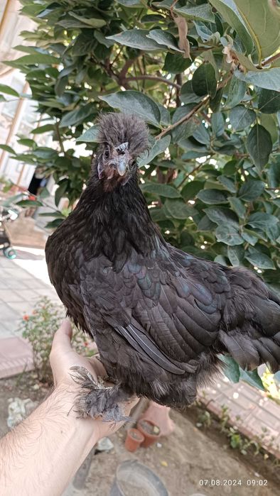 Домашний Японский куры