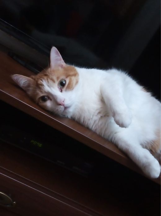 Ласковый домашний кот в добрые руки!