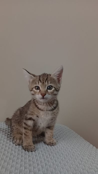 Котята бесплатно