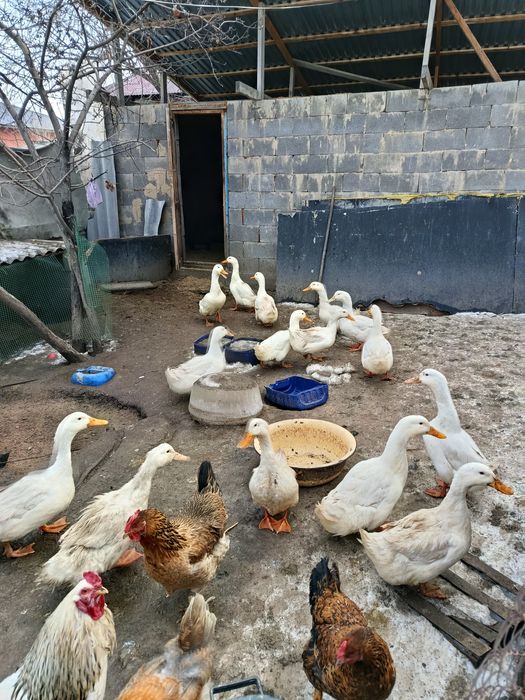 Продажа Пекин селезней