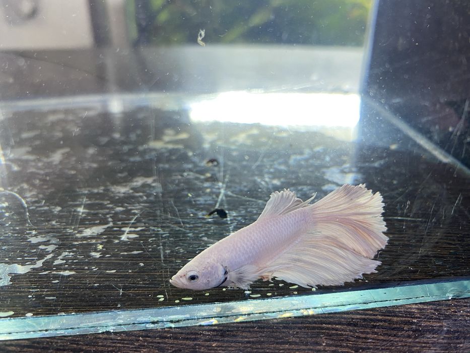 Аквариумные рыбки петушки