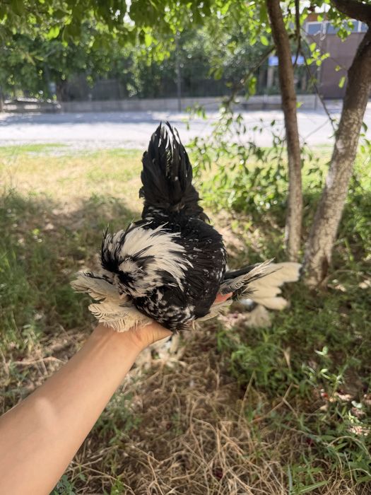 Корейский Султанка 3 тойка