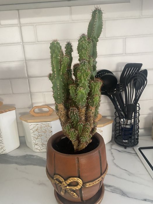 Комнатные цветы, семейство кактусовые