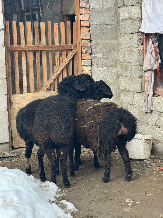 Тоқты қошқар сатылады