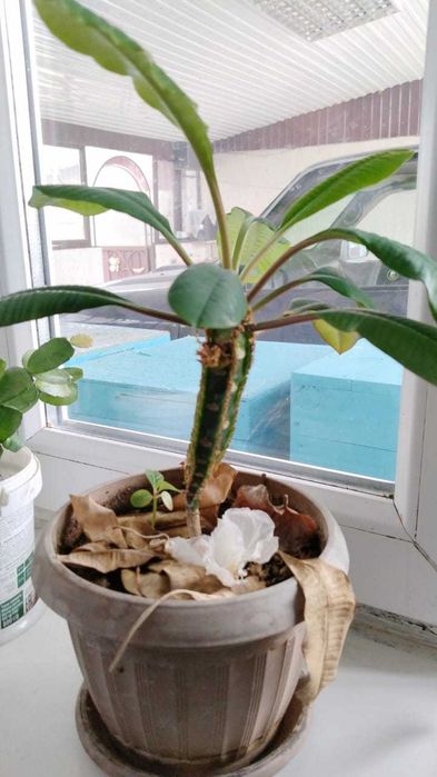 Комнатные цветы.