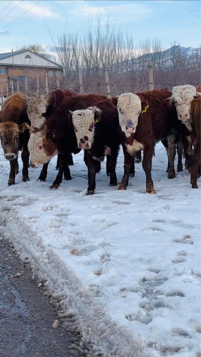 Продам бычков породистые