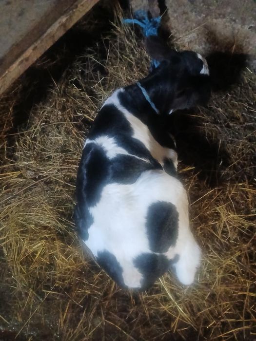 Vand tauras de doua saptamani