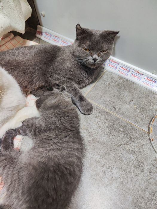 Бир ойлик мушук сотилади