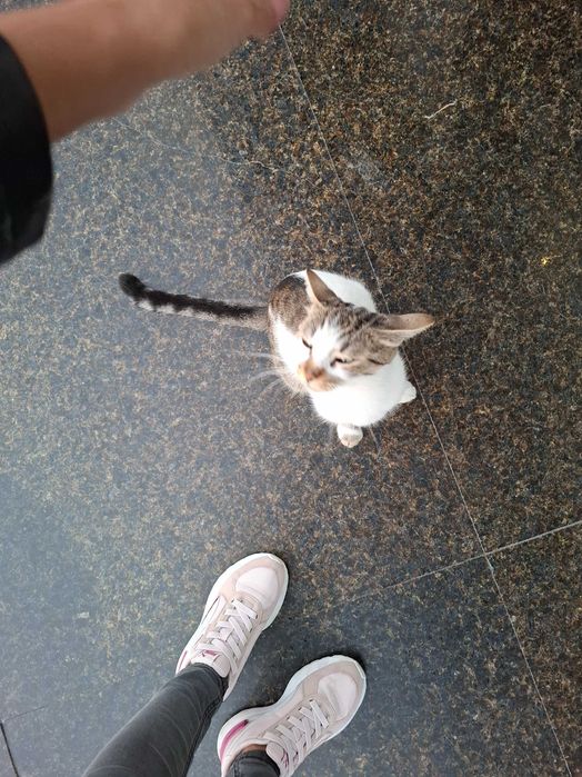 Дом за мама Котана и малък Топчо