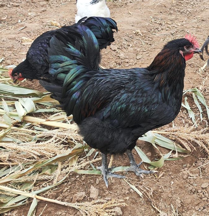 Джерсирский гигант