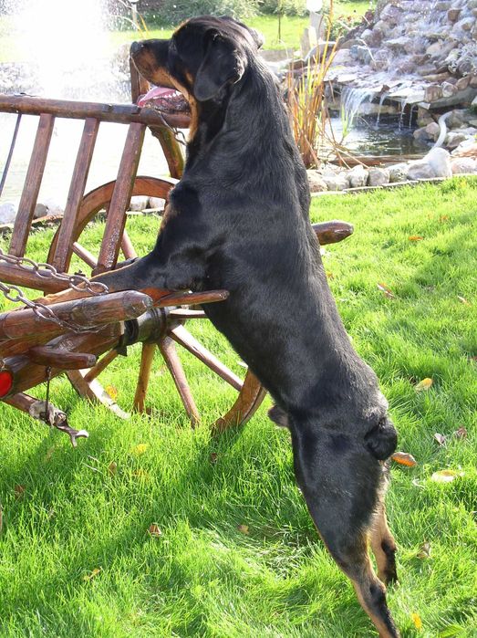 Dresaj canin Satu Mare