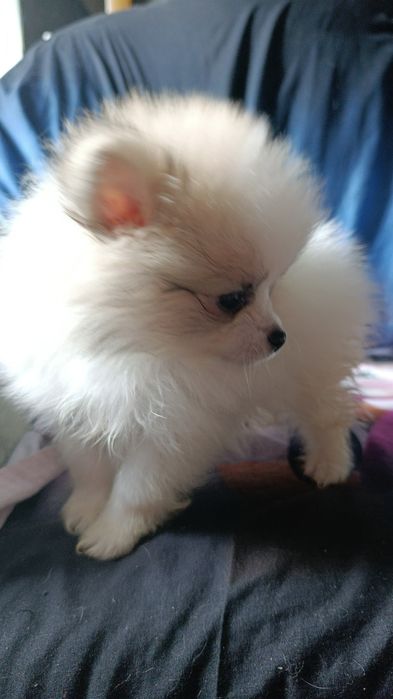 Щенки померанского шпица