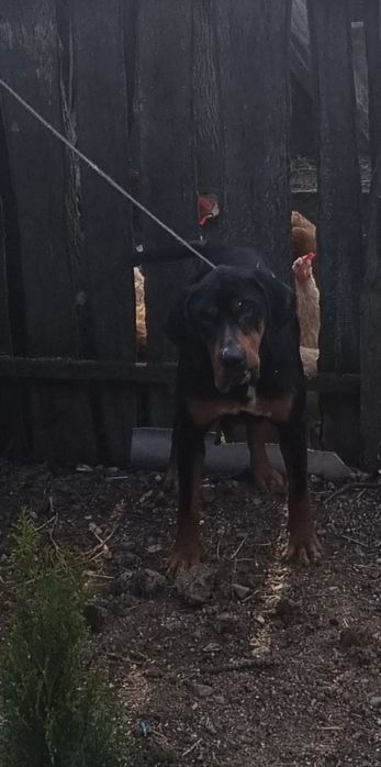 Caine de vânătoare