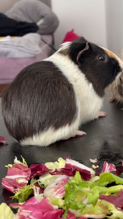 porcușori de guineea